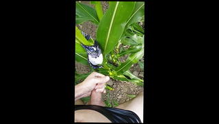 Video 1022362701: crossdresser masturbating cumming, crossdresser anal masturbation, crossdresser ass, amateur crossdresser, gay crossdresser, crossdresser outdoor, ass anal hd, panties cum