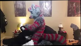 Video 1526295135: gay furry blowjob, blowjob moans