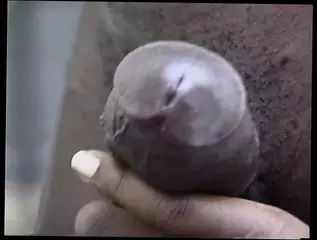 Video 1575787121: stud fucks busty, bbc stud fucks, black bbc stud, busty babe titty fucks, busty ebony babe fucked, busty brunette babe fucked, stud fucks straight, bbc fuck facial, tits fucked stud, busty big tit babe, busty babe blowjob, busty african babe, bbc action, man fucks busty, american stud, star stud