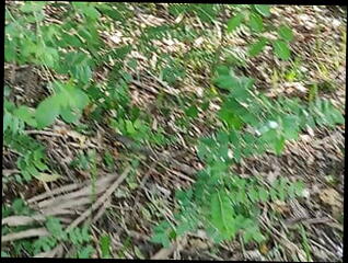 Video 1605862831: femboy bareback, femboy fingering, sucking riding cock bareback, gay rides cock bareback, riding dick bareback sucking, bareback anal cock riding, amateur bareback cock riding, bareback sex cock sucking, dick sucking hardcore bareback, handjobs gay hardcore bareback, bareback anal sex blowjob, bareback rides big dick, big dick daddy bareback, black daddy cock bareback, deep throat bareback gay, femboy anal masturbation, gay men bareback sex, rough gay bareback sex, gays hot bareback anal, gay bareback cumshot, indian gay bareback, anal fingers man, anal fingering hd, old men bareback, masturbates sucks fucks cock, ass fucking sucking masturbation, cock masturbation moaning big, gay sucking hard cock, sucking very hard cock, cock sucking job, gay fuck hand, masturbating alone