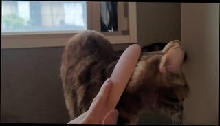 Watch the video about Pussycat gets excited using a toy by the window ............... She gets excited that someone might