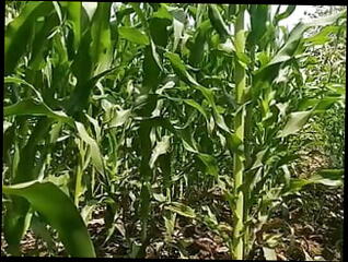 Video 1592990511: desi sex, man gay