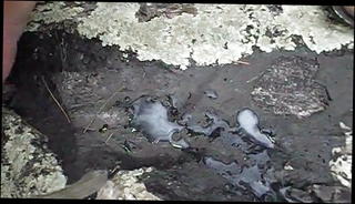 Video 1424405001: mature crossdresser masturbating, mature crossdressers amateur, shemale crossdresser