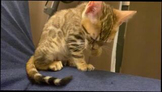 Video 1579539673: dripping creampie compilation, pussy creampie compilation, cum piss bukkake, bukkake cumshot compilation, anal creampie compilation, ass creampie compilation, piss drinking compilation, creampie eating compilation, pussy licking compilation, blowjob pussy creampie, pussy mouth creampie, pussy licking tongue, stuffs pussy