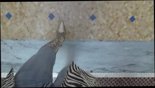 Video 209709501: sexy crossdresser, crossdresser slut, gay crossdresser, crossdresser shopping, slut hd