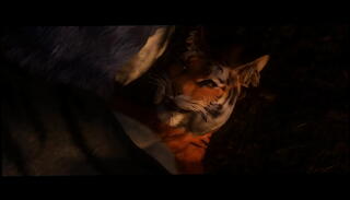 Video 499935355: belly inflation, belly gay