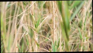 Video 1608391811: ssbbw orgasm, amateur gonzo, spanking straight boys, boy friend penetrate, chick penetrated, thin chick, chick auditions, cosplay chick, delicate amateur