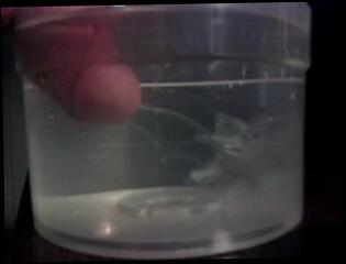 Video 84451001: gay man cumshot, underwater cumshot