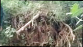 Video 1243609801: bbw masturbates hairy pussy, bbw big tits hairy, hairy bbw playing, hairy bisexual, hairy pussy big nipples, hairy pussies straight, alien masturbation, bisexual american