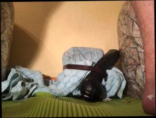 Video 1454233603: butt plug dildo ride, butt plug solo, gay solo dildo, solo amateur dildoing, solo male dildo, toys