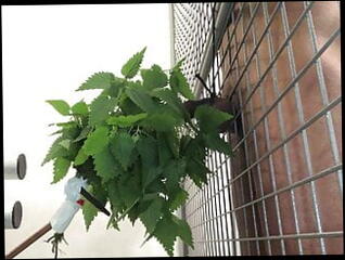 Video 1011043401: bdsm machine, gay machine, bdsm hunk, machine hd, bdsm muscle, muscular gay hunk