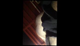 Video 773179503: solo gay amateur, gay bear solo, solo gay male, solo belly, fat solo, gay cigar