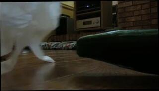 Video 87094201: gay man fetish