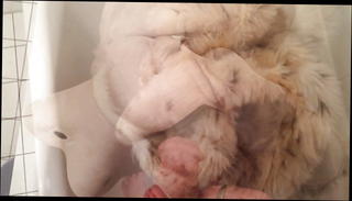 Video 1524526501: cute pee, little pee, amateur gay, gay hd