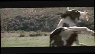 Video 504526601: mistress humiliates, vintage sex, straight humiliation, chinese mistress