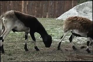 Video 1662568111: twink fucked doggy, twink anal fucks gay, gay twink fuck bear, gay twink handjob, twink fucked outdoors, horny guy ass fucking, ass fucked mouth, anal cowboy, bad anal, perfect anal, two anal, outside anal, anal play, nasty