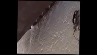 Video 737013055: couple big dick, pet