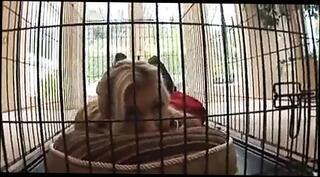 Video 36568801: gangbang amateur swinger, amateur swinger group sex, gangbang straight, swinger party