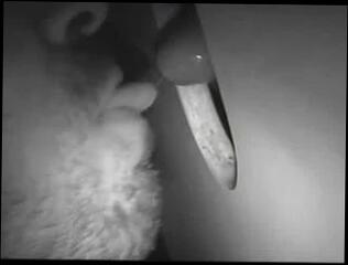 Video 111292301: gloryhole suck, man gay