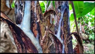 Video 1507514203: bbc solo moaning, bbc solo cum, bbc solo cumshot, solo bbc masturbation, bbc solo stroke, bbc solo play, solo male bbc, dick solo masturbating cumming, solo cock masturbation cum, cock cum hard solo, solo big dick cum, amateur bbc cumshot, horny amateur solo, thick bbc cum, solo guy moaning, solo masturbation creamy, mature solo cum, solo vibe, amateur solo hd, bbc slow strokes, bbc precum, bbc fast, bbc shaking, good bbc, solo natural