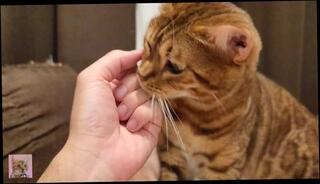 Video 1585605673: hairy pussy pov, hairy pussy solo, hentai pov blowjob, furry hentai, hairy male solo, anal licked hairy pussy, pov blowjob anal sex, amateur pov anal sex, hairy pussy toyed, hairy pussy rough, beautiful pussy