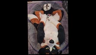 Video 1621806433: furry fetish, gay furry sex, fetish gay boy, dirty fetish sex, gay fetish cumshot, amateur fetish sex, amateur fetish masturbation, fetish dirty talk, big furry cock, furry dick, fetish hard sex, moaning fetish, cute furry