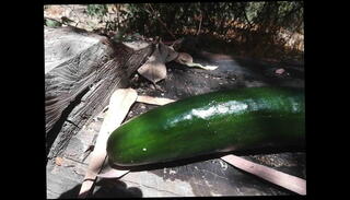 Video 1511903001: crossdresser milking, crossdresser anal masturbation, crossdresser cock, gay crossdresser, crossdresser eats, crossdresser love, gangbang, cock anal hd