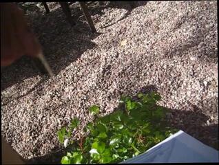 Video 382938901: friend peeing, precum pee, pee old, gay cock cum, cock cum outdoor, small cock cum