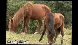 Video 455570525: latino gay bareback sex, porno gay latino, nude gay latino