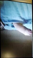 Video 308919101: gay handjob, super handjob, handjob hd