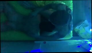 Video 986337205: sucking hairy cock, hairy gay suck, hairy cock blowjob, amateur hairy cock, hairy muscle gay, hairy cocks hot, hairy couple, muscles tattoos hairy, sucking cock oral