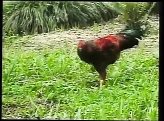 Video 1664116711: vintage shemale, vintage ladyboy, vintage anal, vintage blowjob, vintage cute, vintage latin, vintage outdoor, shemale faps, hot shemale babe, shemale park