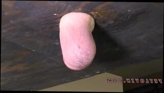 Watch the video about Testicle Boxing Paradise - Low Res Sample