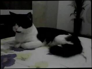 Video 96047201: amateur cam babe, latin cam babe, amateur brunette cam, straight cam