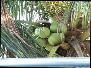 Video 1580238911: cock shemale anal fucks, blowjob tit fuck cumshot, cock shemale fucks guy, shemales fuck couples, cock fucks shemale big, shemale sex fuck, shemale masturbates fucks, american shemale fucks guy, shemale fuck guy outdoor, shemale friend fuck, fucking latin shemale