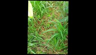 Video 1586731593: solo male masturbation pov, pov solo cumshot, caught pov, cumshot masturbation gay solo, daddy caught jerking, boy caught jerking, huge dick solo masturbation, solo masturbation huge cock, pov big dick masturbation, caught masturbating amateur, solo masturbation handjob, pinoy solo masturbation, caught masturbating outdoors, caught masturbating outside, college boys caught, caught masturbation public