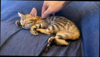 Video 1579260463: milf massaged pussy, amateur milf massage, milf pov pussy, milf solo pussy, interracial pov sex, teen interracial pov, solo milf babe, japanese milf massage, asian milf massage, pov solo female, amateur teen girl solo, good massage, pov 60fps