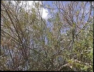 Video 1585178411: solo cock massage, skinny massage, gay anal massage, anal webcam solo, small cock massage, young gay massage, white cock solo, skinny younger, young skinny german, european massage