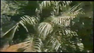 Video 902639601: vintage, shemale anal