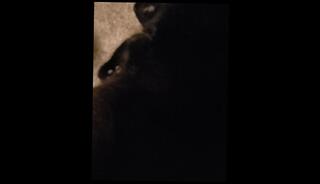 Video 1071086503: solo pussy squirting, solo masturbation squirting, solo squirt amateur, fetish solo masturbation, solo male squirt, solo asian squirt, squirting licking pussy, solo masturbation handjob, fetish petting