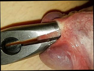 Video 1576078321: gay twink bdsm, bdsm urethral sounding toy, gay emo twink cock, twink emo gay sex, big cock gay twink, gay twink penis, gay twink handjob, amateur twink cock, twink sex masturbation, thick twink cock, swedish gay twink, extreme bdsm sex, twink sex hd, bdsm insertion, cock rod, cock stuffs