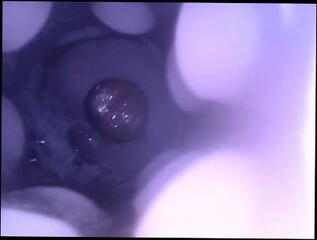 Video 807919503: solo fleshlight fuck, solo male fleshlight, fleshlight fuck cum, fleshlight fuck cumshot, solo male cumshots gay, solo amateur cum, fleshlight cum shot, solo jizz