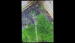 Video 1594223303: pee piss urine, pissing watersports, solo urinate, solo male piss, amateur public piss