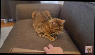 Video 1625863393: animals pets, anime amateur, cute anime, anime playing, toys