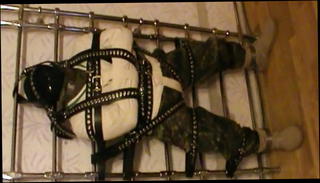 Video 1563945001: bondage slave domination, master dominate slave, gay domination slave, bondage slave training, leather master slave, gay muscle domination, slaves big cock, slave couple, military slave, hungarian couple