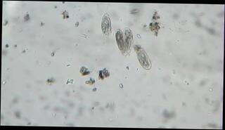 Video 1589135313: pov interracial amateur, tiny hairy, uncensored hairy, tiny balls, interracial impregnation, tiny small, pov 60fps