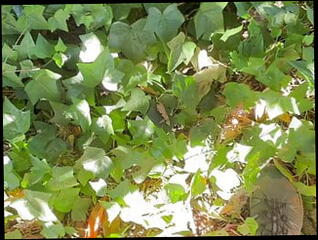 Video 1588732521: solo pee fetish, skinny boy solo, fetish gay solo, pee slaves, slave cage, pov pee, amateur boy slave, slave boys cock, skinny young boy gay, white boy slave, small cock pov, pov hd amateur, peeing outside, american slave, skinny younger