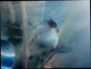 Video 195919501: nylon pantyhose cum, cock pantyhose nylon, nylon condom, double nylon, condom bukkake, cum filled condom, big cock condom, nylon gay man