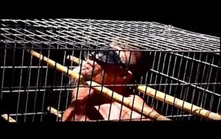 Video 364406501: bdsm fetish porn, fetish gay porn, muscle gay fetish, military fetish, outdoor fetish, gay porn muscular