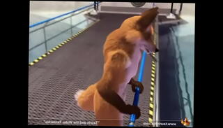 Video 1590244565: hot gay furry